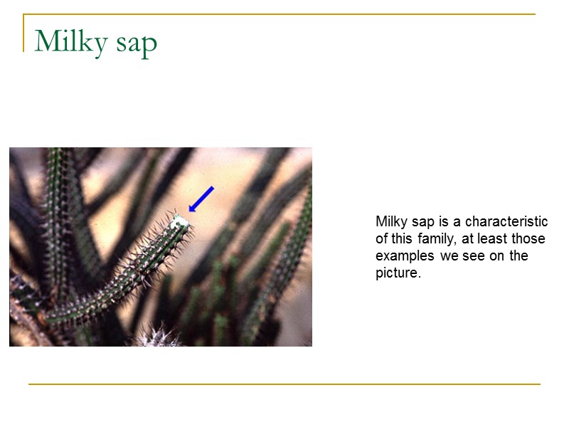 Milky sap  Milky sap is a characteristic of this family, at least those